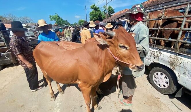 
					Pedagang sapi potong lokal di Kabupaten Lumajang mulai resah dengan serbuan sapi impor di pasaran. (foto: Asmadi).