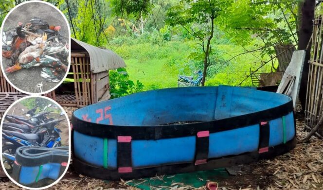 
					SABUNG AYAM: Lokasi sabung ayam yang digerebek polisi dan barang bukti yang amankan. (foto: Moh. Rois)
