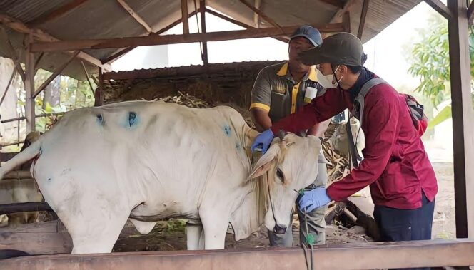 
					MERESAHKAN: Petugas kesehatan hewan dibantu peternak di Lumajang memeriksa hewan yang diduga terpapar virus lato-lato. (foto: Asmadi).