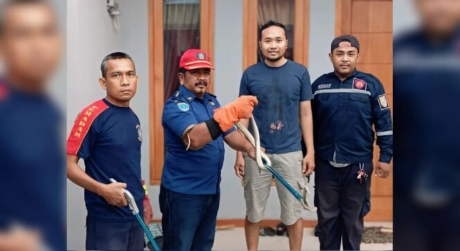 
					EVAKUASI: Petugas damkar mengevakuasi ular yang masuk rumah warga (Foto: Istimewa)