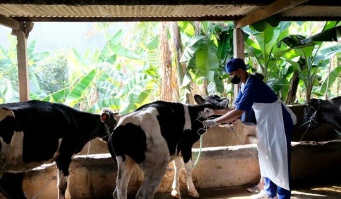 
					VAKSINASI: Proses penyuntikan hewan ternak di Senduro, Lumajang. (foto: Asmadi)