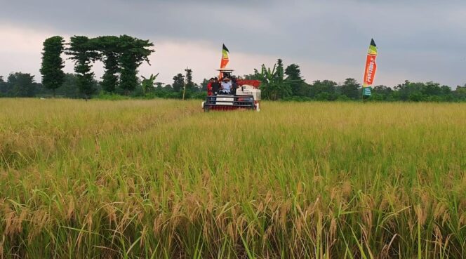 
					MENGUNING: Area tanaman padi yang sudah siap panen di Desa Seboro, Kec. Krejengan, Kab. Probolinggo. (foto: dok)