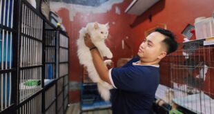 Lebaran, Tempat Penitipan Kucing di Kota Probolinggo Sesak