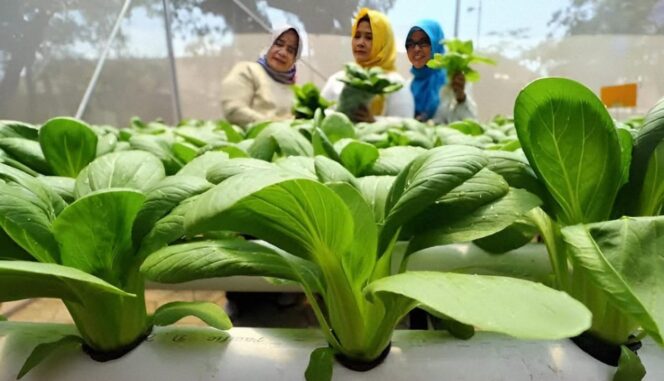 
					CEPAT PANEN: Pemkab Lumajang ajak masyarakat menanam sayuran dan tanaman holtikultura lantaran cepat panen. (istimewa).