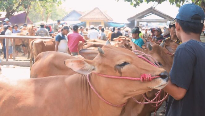 
					NAIK HARGA: Harga sapi potong di Pasar Hewan Lumajang mulai naik hingga kisaran 10 persen. (foto: Asmadi).