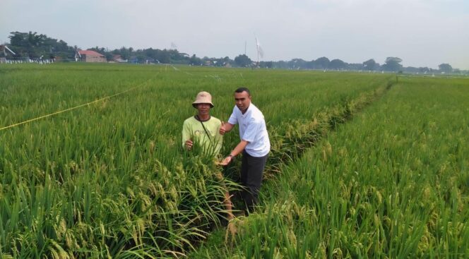 
					EDUKASI: Seorang penyuluh pertanian bersama petani di sawah. (foto: ilustrasi) 