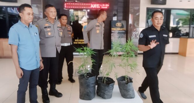 
					DIAMANKAN: Tiga tanaman ganja yNg ditemukan di area tanah longsor Lereng Gunung Semeru diamankan Polres Lumajang. (foto: Asmadi).