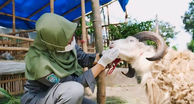 
					CEK: Seorang dokter hewan di Kabupaten sedang memeriksa kondisi kesehatan calon hewan kurban. (foto: Asmadi).