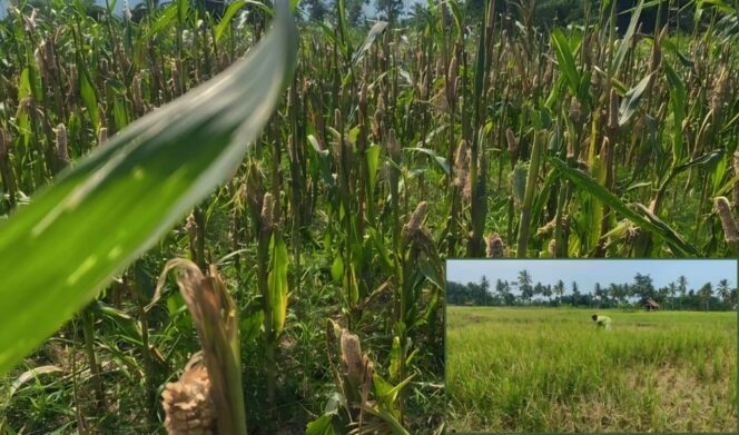 
					DISERANG HAMA: Puluhan hektar tanaman padi dan jagung di Desa Kloposawit, Kecamatan Candipuro, Kabupaten Lumajang, rusak diserang tikus. (foto: Asmadi).