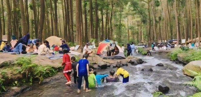 
					Suasana alam yang asri di hutan pinus, Lumajang.