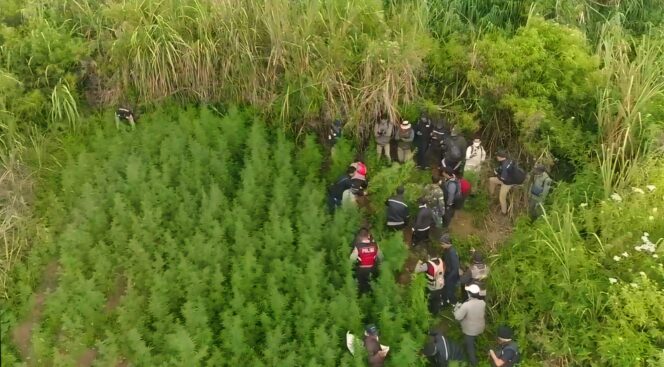 
					Polres Lumajang saat menyisir lahan ganja di kawasan TNBTS, Desa Argosari, Kabupaten Lumajang. (Foto : Asmadi)