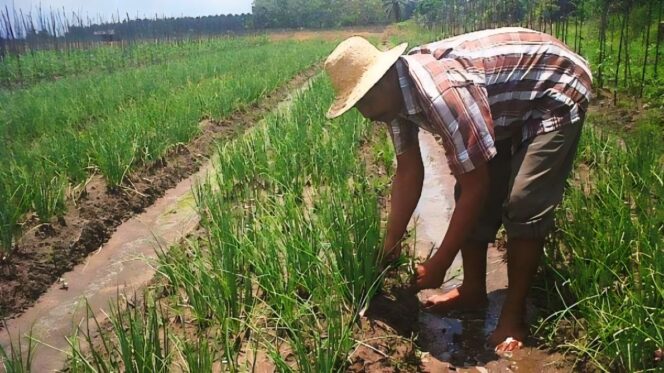
					Salah satu petani bawang merah di Lumajang. (Foto : Asmadi)