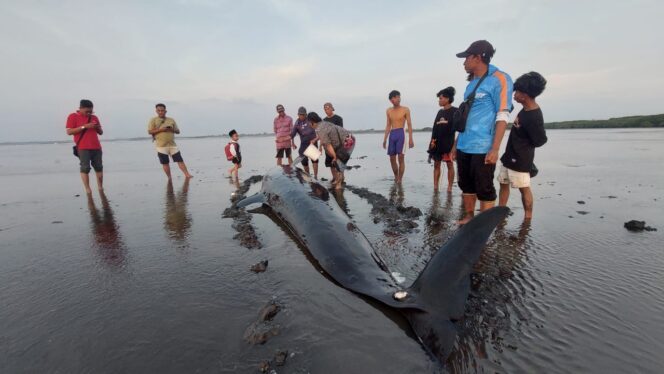 
					TERDAMPAR: Warga sedang melihat Paus Pilot yang terdampar di Pantai Mayangan Kota Probolinggo. (foto: Hafiz Rozani).