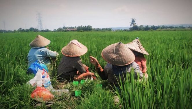 
					MENJANJIKAN: Menanam padi menjadi peluang bisnis menjanjikan di wilayah Kabupaten Lumajang. (foto: Istimewa).