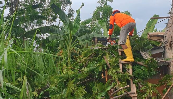 
					Pohon tumbang akibat angin kencang di Lumajang.
