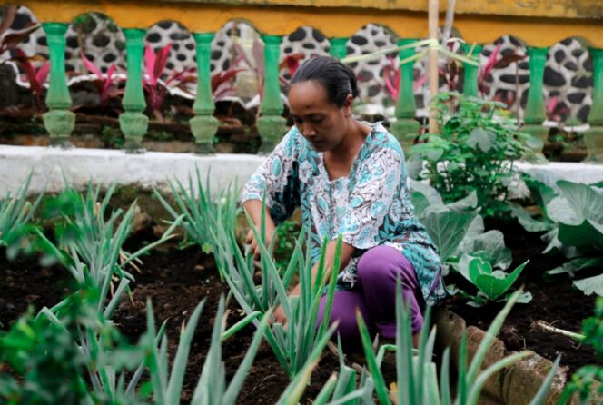 
					Warga Ditotrunan, Lumajang mengelola kebun sayur mandiri, yang berbasis komunitas.
