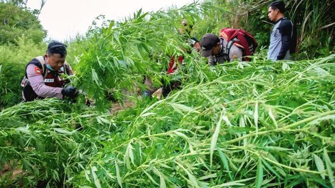 
					Ladang ganja di kawasan TNBTS (Foto: Istimewa).