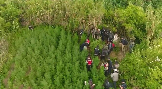 
					FOTO UDARA: Pengambilan gambar lahan ganjadi kawasan Taman Nasional Bromo Tengger Semeru (TNBTS) via drone. (foto: istimewa)