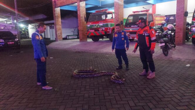 
					DITANGKAP: Tim Damkar Kota Probolinggo berada di sekitar ular piton yang berhasil ditangkap. (foto: Hafiz Rozani)