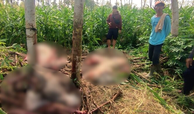 
					Kerbau tersisa bagian kepala, tulang kaki, tulang rusuk dan saluran pencernaan seperti usus, paru-paru, dan lambung. 