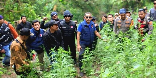 
					Polres Lumajang  saat memukan ladang ganja di kawasan TNBTS, Dusun Pusung Duwur (Foto: Istimewa).
