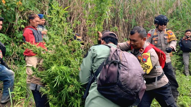 
					Polres Lumajang saat menemukan ladang ganja di kawasan TNBTS. (Foto: Asmadi).
