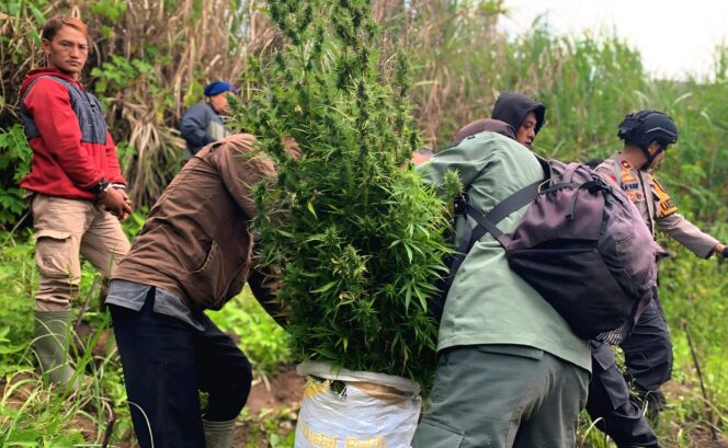 
					Temuan ganja di kawasan TNBTS (Foto: Asmadi).