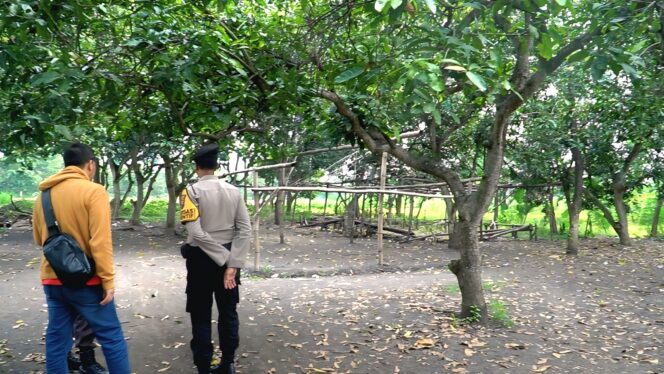 
					Petugas membongkar bangunan semi permanen yang diduga digunakan sebagai arena sabung ayam di Dusun Sebalong, Kecamatan Nguling. 

