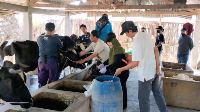
					VAKSINASI: Proses vaksinasi pada hewan ternak untuk mencegah.penularan virus Penyakit Mulut dan Kuku (PMK) di Kota Probolinggo. (foto: dok).
