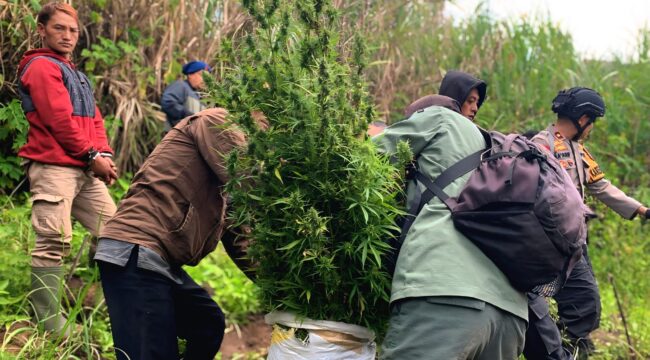 Penemuan 59 titik ladang ganja di kawasan Taman Nasional Bromo Tengger Semeru (TNBTS) pada akhir September 2024 bukan sekadar berita kriminal biasa (Foto: Asmadi).
