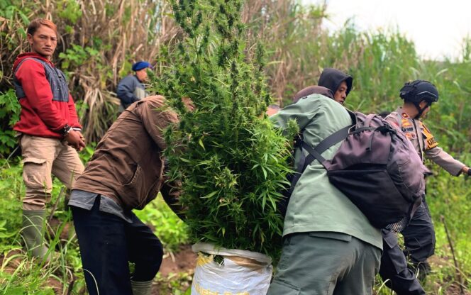 
					Saat penemuan ladang ganja di kawasan TNBTS (Foto: Asmadi).