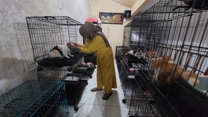 
					RAMAI: Penyedia jasa penitipan kucing, Muryani Ismail saat memeriksa kucing yang dititipkan pemiliknya. (foto: Hafiz Rozani).
