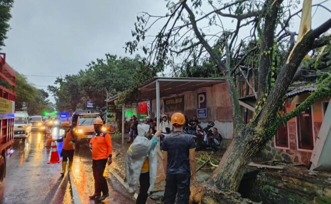 
					ROBOH: Pohon trambesi roboh dan menimpa bangunan milik Koramil Arjasa di Desa Patemon, Kec. Pakusari, Kab. Jember. (foto: BPBD Jember ).
