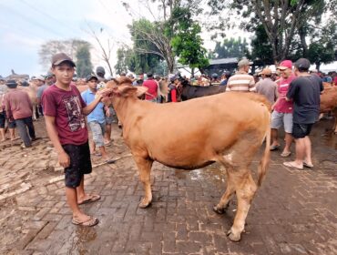 Suasana pedagang yang menjual sapi di Pasar Hewan Wonoasih Kota Probolinggo. (foto Hafiz Rozani).
