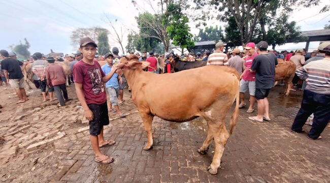 Suasana pedagang yang menjual sapi di Pasar Hewan Wonoasih Kota Probolinggo. (foto Hafiz Rozani).
