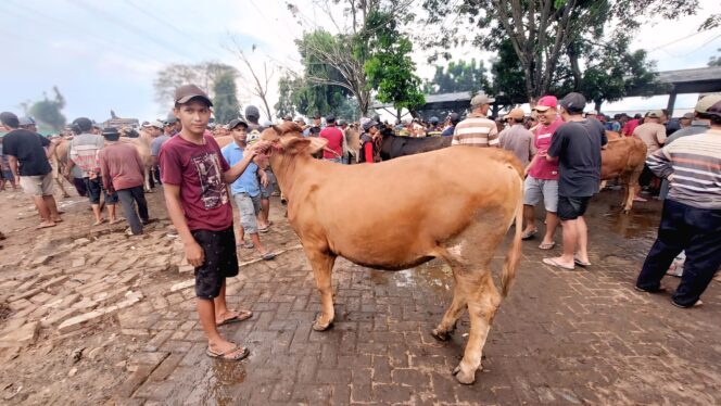 
					Suasana pedagang yang menjual sapi di Pasar Hewan Wonoasih Kota Probolinggo. (foto Hafiz Rozani).

