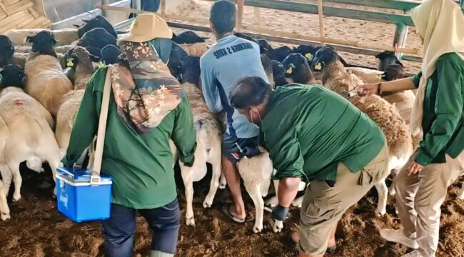 DIVAKSIN: Proses vaksinasi hewan ternak yang akan masuk wilayah Kabupaten Probolinggo oleh petugas kesehatan hewan. (foto: Istimewa).
