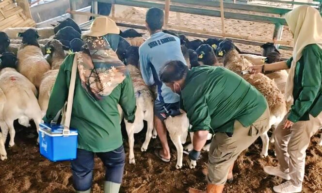 
					DIVAKSIN: Proses vaksinasi hewan ternak yang akan masuk wilayah Kabupaten Probolinggo oleh petugas kesehatan hewan. (foto: Istimewa).