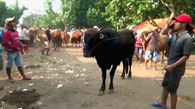 
					Suasana pasar hewan di Lumajang menjelang Idul Adha. (Foto: Asmadi).