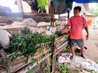 MUSIMAN: Muhammad Rofi (pakai kaos kuning), penjual hewan qurban musiman di Kota Probolinggo.saat berada di dekat domba yang dijualnya. (foto: Hafiz Rozani).