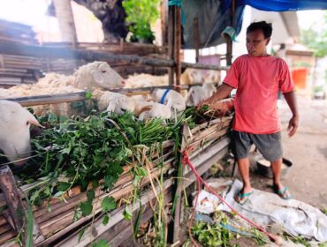 MUSIMAN: Muhammad Rofi (pakai kaos kuning), penjual hewan qurban musiman di Kota Probolinggo.saat berada di dekat domba yang dijualnya. (foto: Hafiz Rozani).