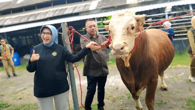 
					Seekor sapi jenis Simental Marlboro dengan bobot mencapai 880 kilogram ini dipilih sebagai sapi kurban Presiden Prabowo Subianto. (Foto: Asmadi).