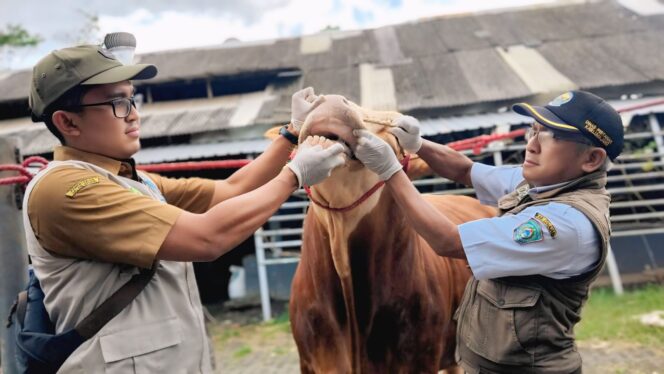
					Petugas dari DKPP Kabupaten Lumajang memeriksa hewan kurban. (Foto: Asmadi).