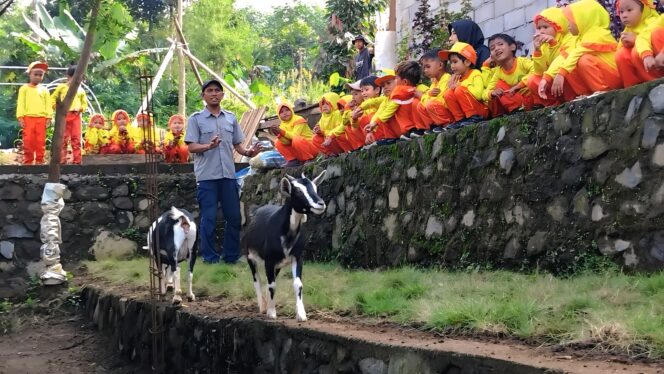 
					Aluna Farm & Nature, peternakan kambing di Desa Kandangan, Kecamatan Senduro, Kabupaten Lumajang (Foto: Asmadi).