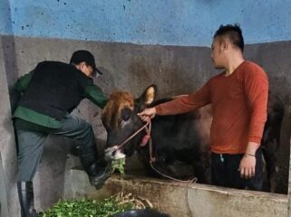 VAKSINASI: Petugas Kesehatan Hewan Dinas Pertanian (Disperta) Kabupaten Probolinggo saat melakukan vaksinasi terhadap ternak warga. (foto: Ali Ya'lu).