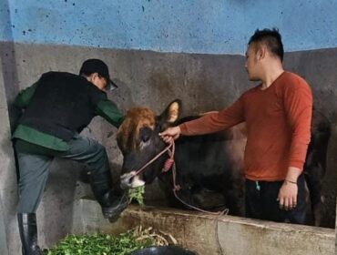 VAKSINASI: Petugas Kesehatan Hewan Dinas Pertanian (Disperta) Kabupaten Probolinggo saat melakukan vaksinasi terhadap ternak warga. (foto: Ali Ya'lu).