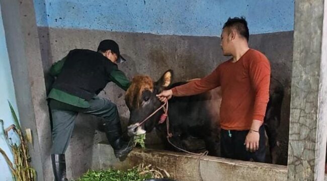 VAKSINASI: Petugas Kesehatan Hewan Dinas Pertanian (Disperta) Kabupaten Probolinggo saat melakukan vaksinasi terhadap ternak warga. (foto: Ali Ya'lu).