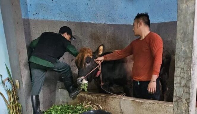 
					VAKSINASI: Petugas Kesehatan Hewan Dinas Pertanian (Disperta) Kabupaten Probolinggo saat melakukan vaksinasi terhadap ternak warga. (foto: Ali Ya'lu).