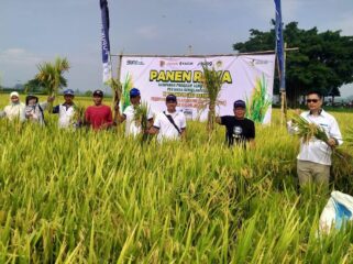 PANEN: Suasana panen raya padi di wilayah Kabupaten Jember. (foto: istimewa)
