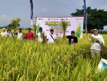PANEN: Suasana panen raya padi di wilayah Kabupaten Jember. (foto: istimewa)